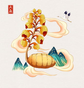 中草藥天麻插畫