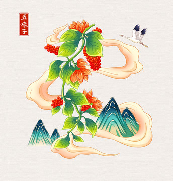 中草藥五味子插畫手繪