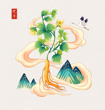 中草药党参插画手绘