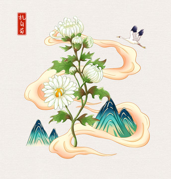 中草药杭白菊插画手绘