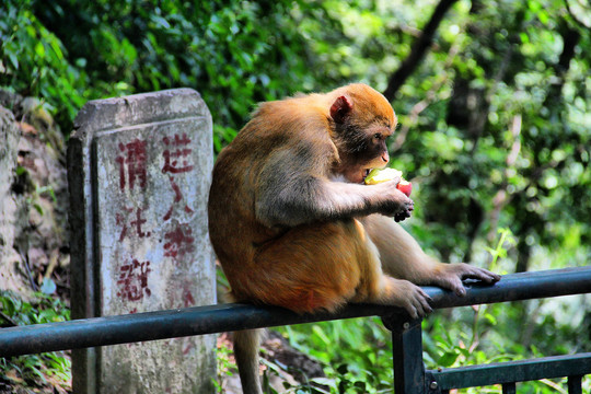 吃果子的猴子