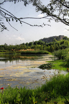 花溪湿地