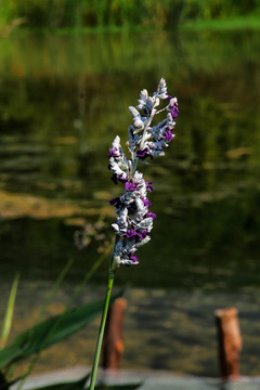 湿地紫色小花