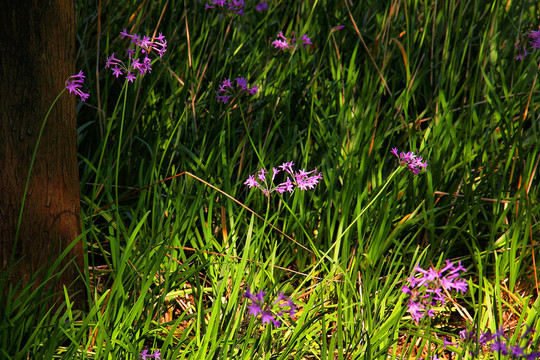 串串紫花