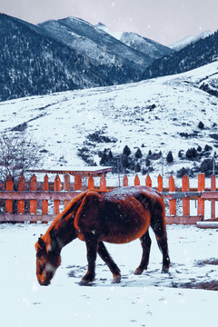 雪山下的马