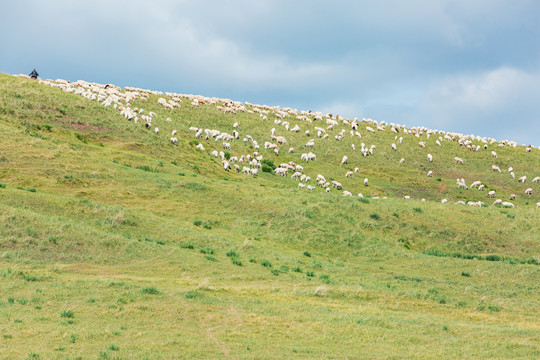 夏季草原羊群山坡