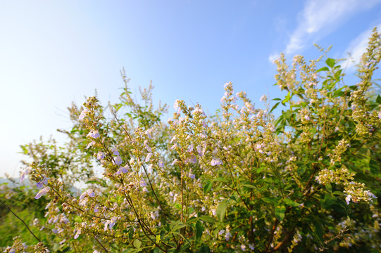 野生荆条花