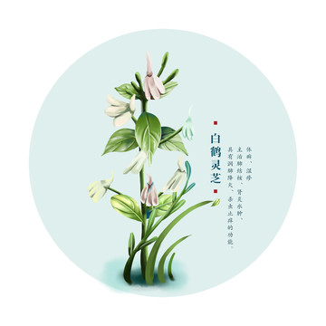 白鹤灵芝