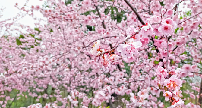 樱花