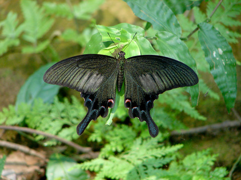 草丛中张开翅膀的一只碧凤蝶