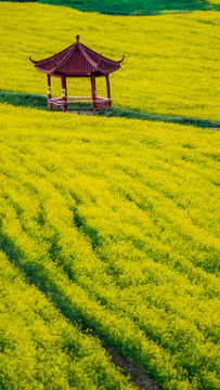 油菜花手机屏