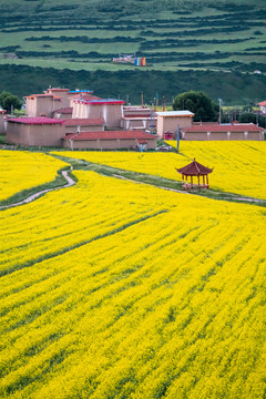 油菜花手机屏保