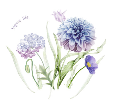紫花