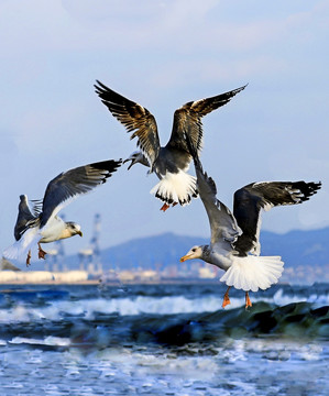 海鸥