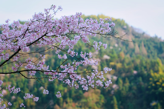 野樱花