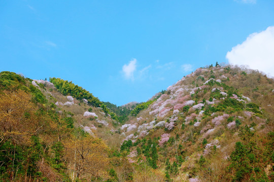 山花烂漫