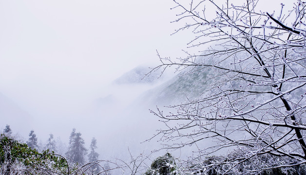 雪枝