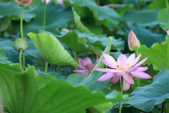 夏日荷花