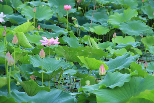 夏日荷花素材背景