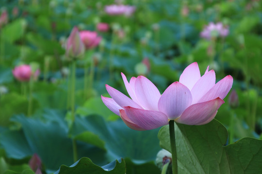 夏日荷花素材背景