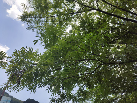 陽光樹林