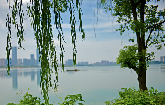 柳叶飘飘的艾溪湖美景