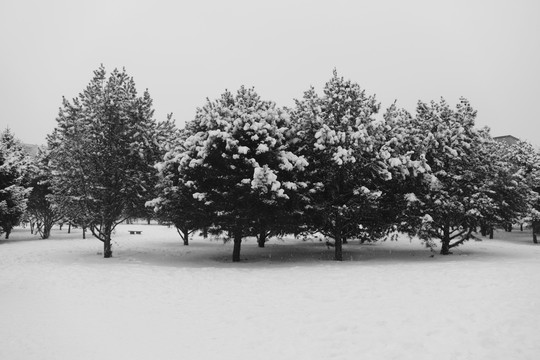 下雪的树林