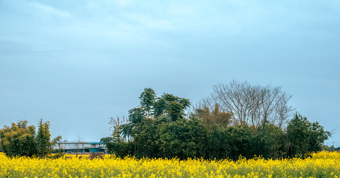 油菜花