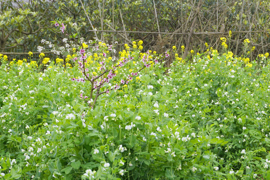 春天乡村的豌豆花油菜花和桃花