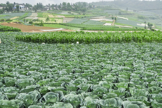 蔬菜种植基地