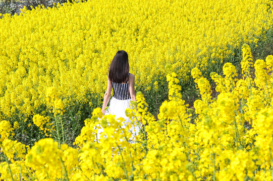 阳光灿烂春天田野菜花