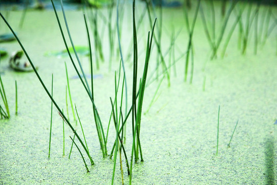 池塘水草