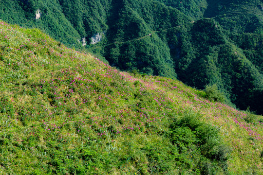 遍地野花