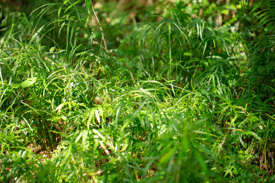 丛林绿植草丛植被