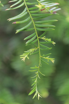 绿色植物