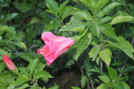 中山横栏西江岸边花卉