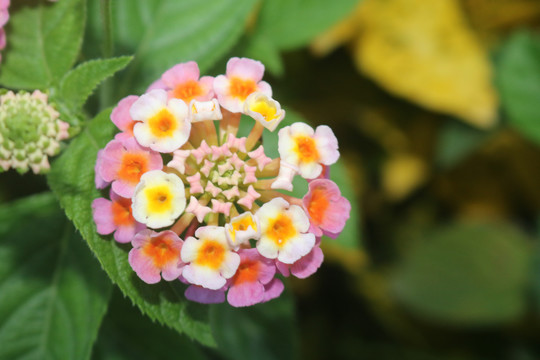 中山横栏西江岸边花卉