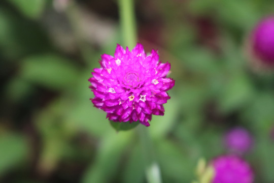 中山横栏西江岸边花卉