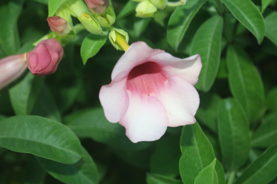 中山横栏西江岸边花卉