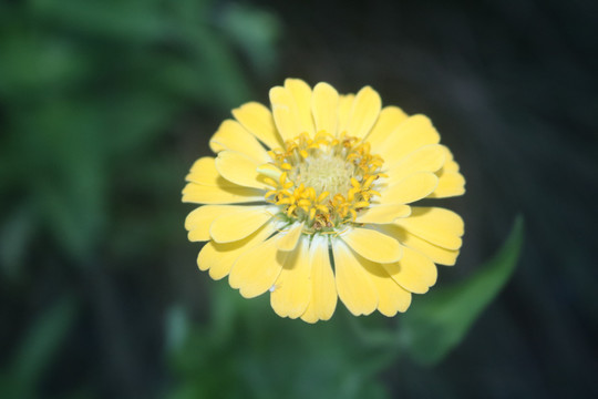 中山横栏西江岸边花卉