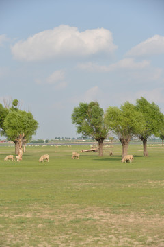 草原风景