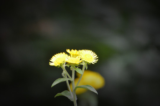 野菊花