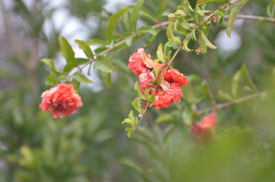 石榴花