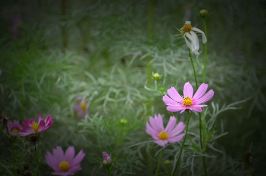 格桑花