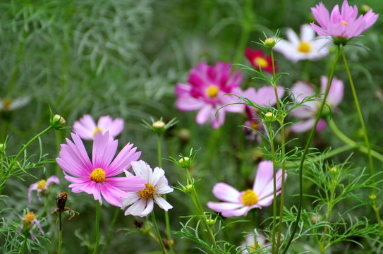 格桑花