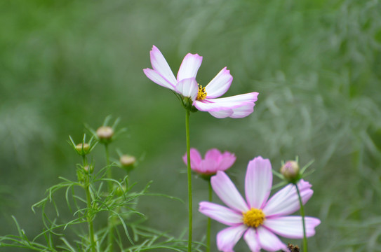 格桑花