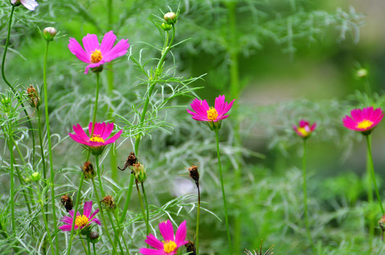 格桑花