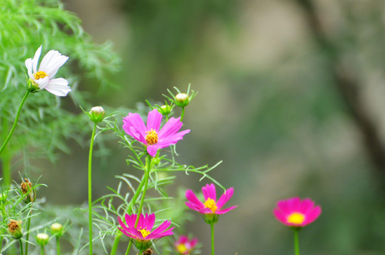 格桑花