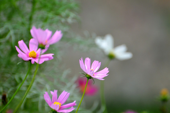 格桑花