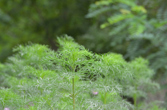 格桑花